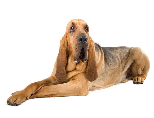 Bloodhound Dog Breed Information Purina